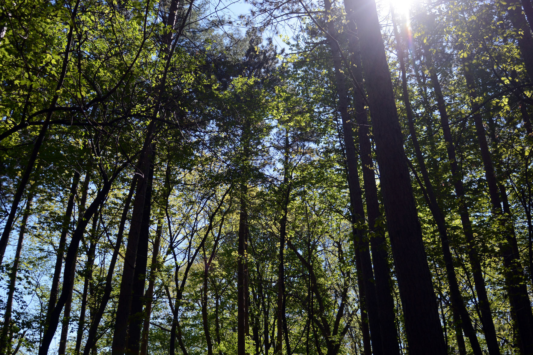 West Baraboo Village Forest